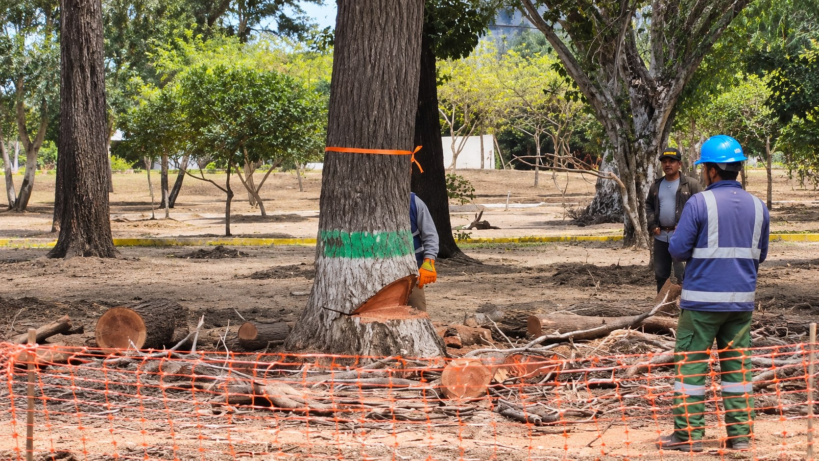 Un árbol con un corte en la base, rodeado de troncos cortados y una malla naranja