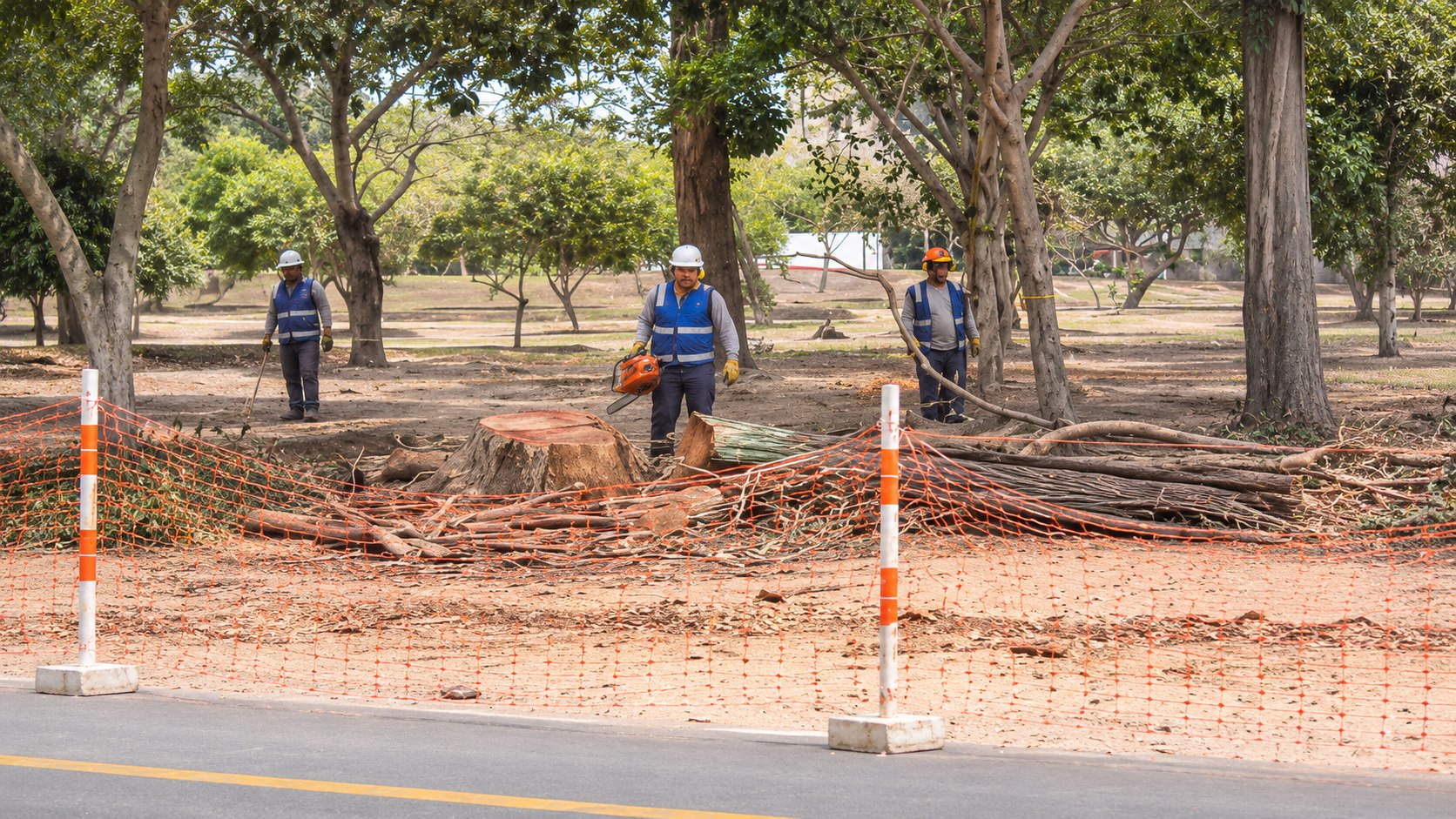 Un trabajador con motosierra junto a un tocón recién cortado, detrás de una malla naranja